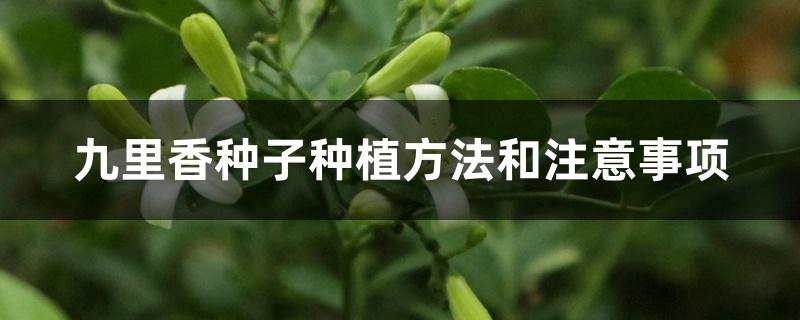 九里香种子种植方法和注意事项