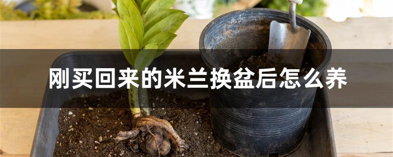 刚买回来的米兰换盆后怎么养