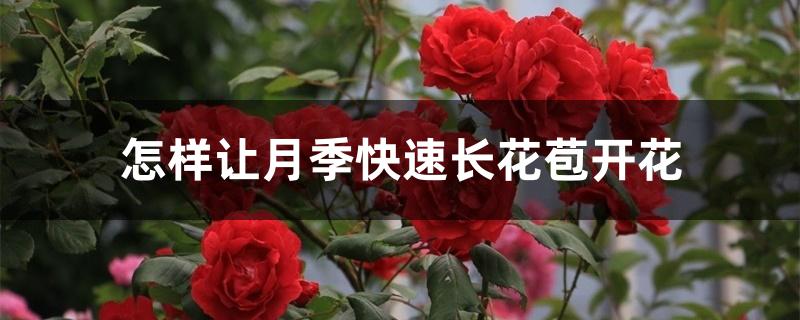 怎样让月季快速长花苞开花