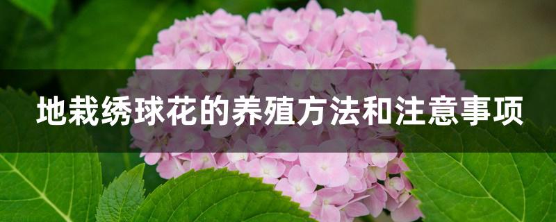 地栽绣球花的养殖方法和注意事项