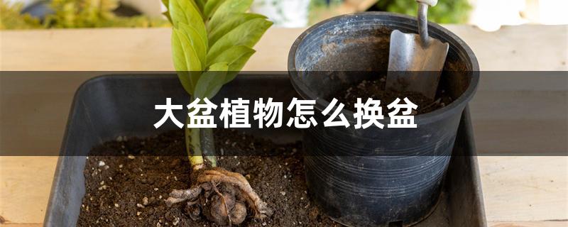 大盆植物怎么换盆