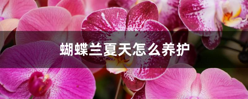 蝴蝶兰夏天怎么养护