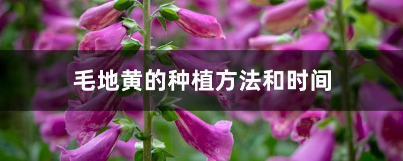 毛地黄的种植方法和时间