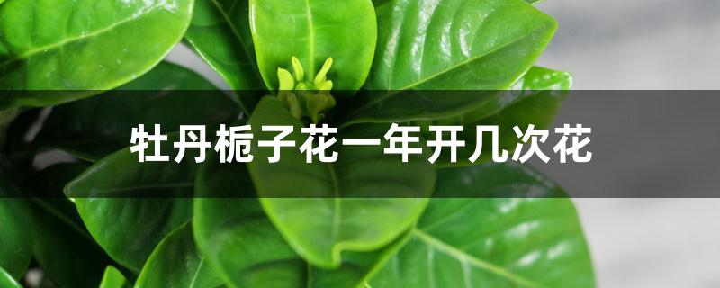 牡丹栀子花一年开几次花