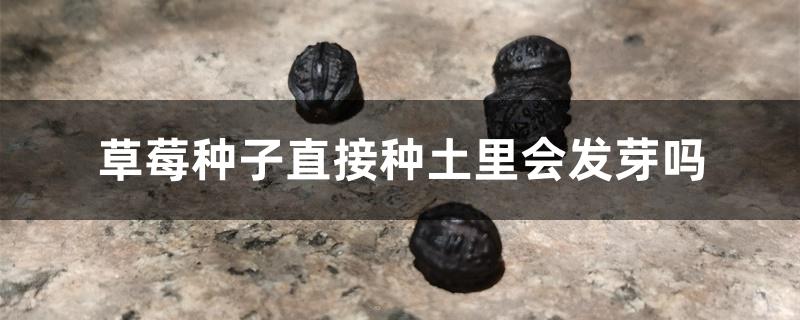 草莓种子直接种土里会发芽吗