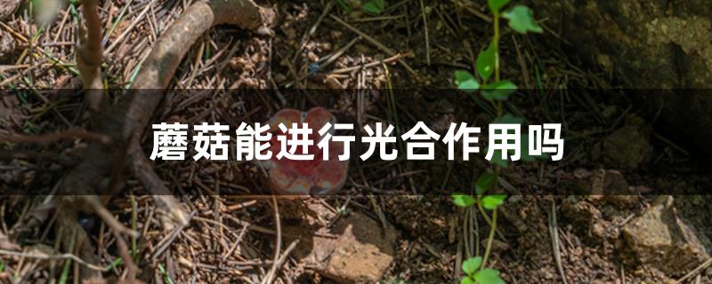 蘑菇能进行光合作用吗